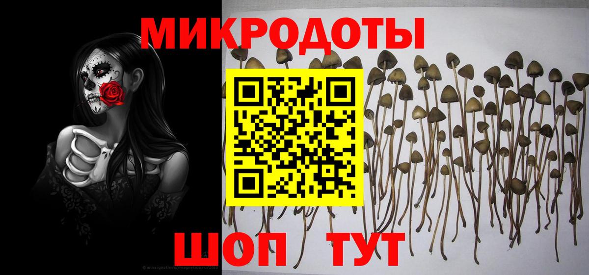 Галлюциногенные грибы Psilocybe Сургут
